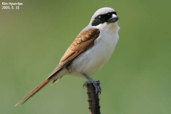 Image of Tiger Shrike