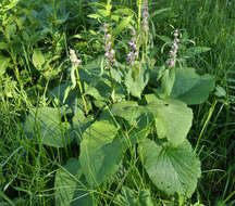 Image of Phlomoides alpina (Pall.) Adylov, Kamelin & Makhm.