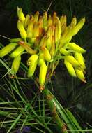 Image of Aloe craibii Gideon F. Sm.