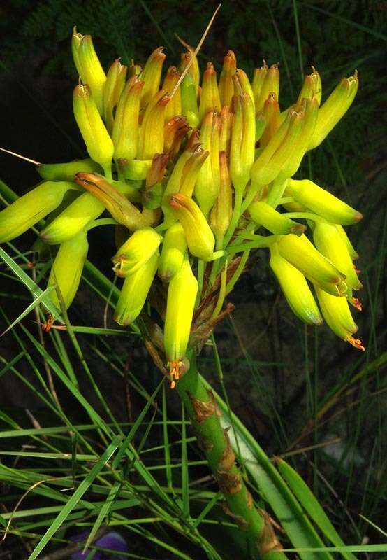 Image of Aloe craibii Gideon F. Sm.