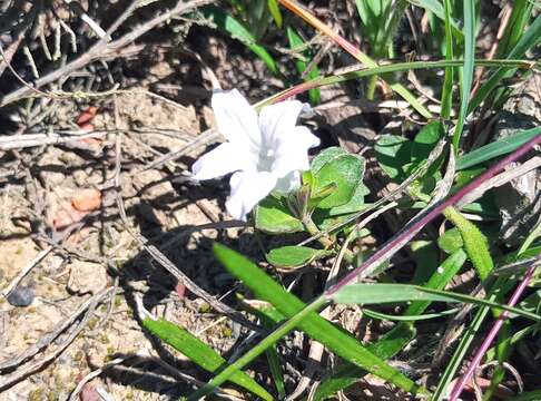 Image of Ruellia pilosa L. fil.