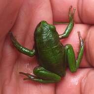 Image de Gastrotheca pseustes Duellman & Hillis 1987