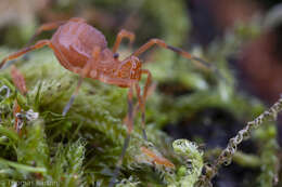 Sivun Sclerobunus nondimorphicus Briggs 1971 kuva