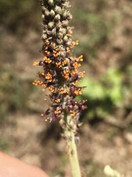 Image of Panicled Indigo-Bush