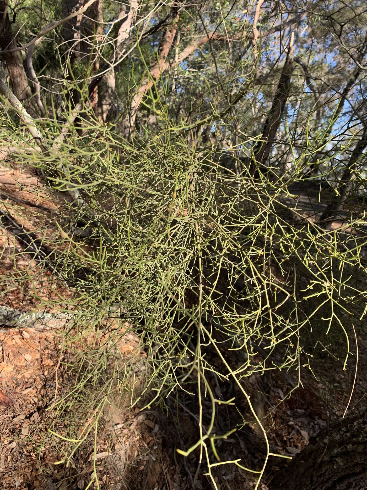 Image of Omphacomeria acerba (R. Br.) A. DC.