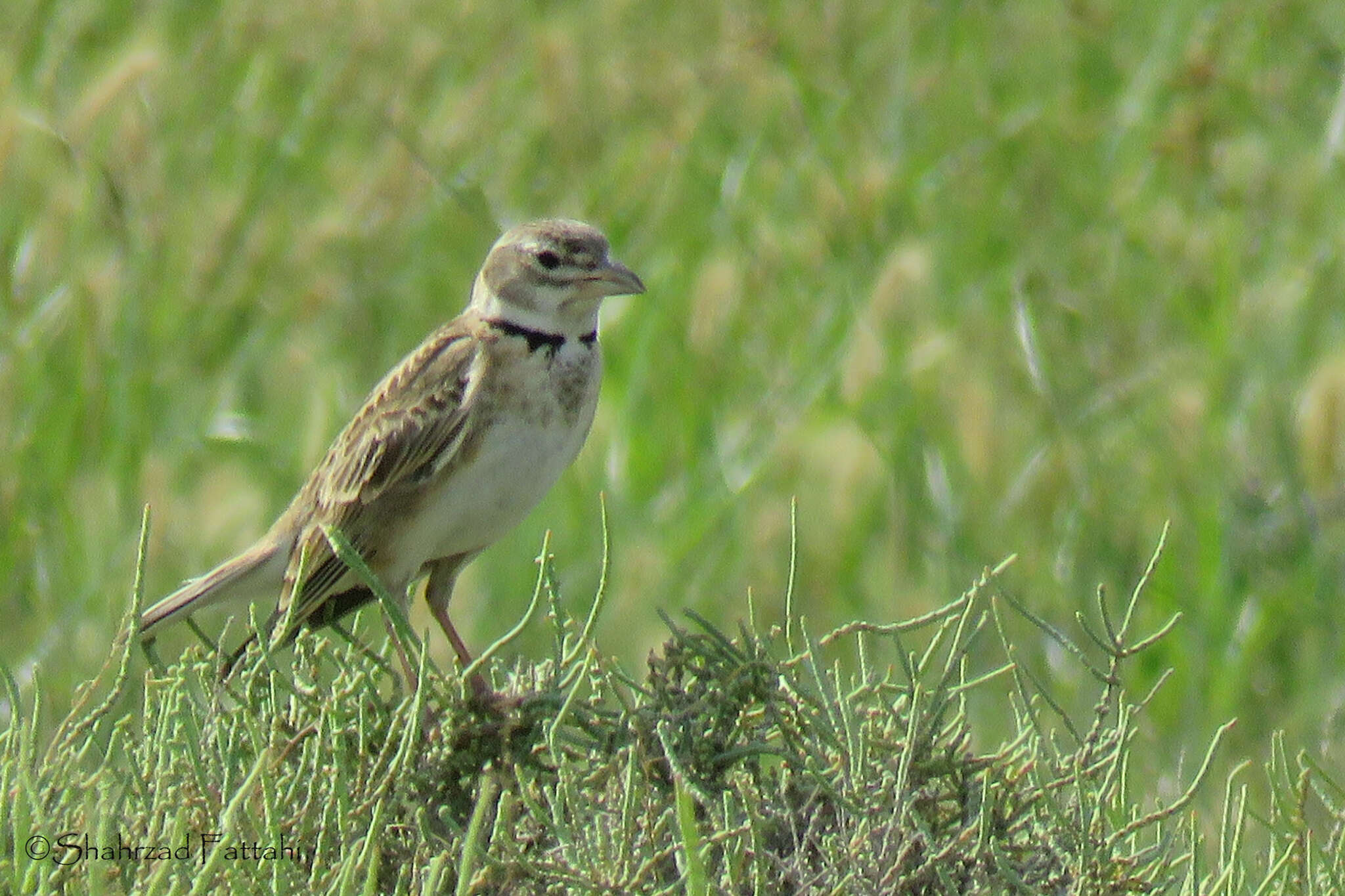 Image of Bimaculated Lark