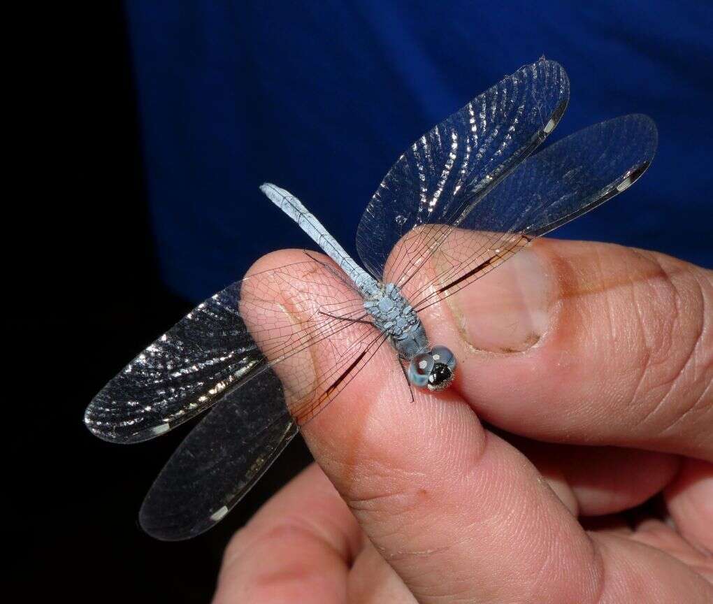 Hemistigma albipunctum (Rambur 1842) resmi