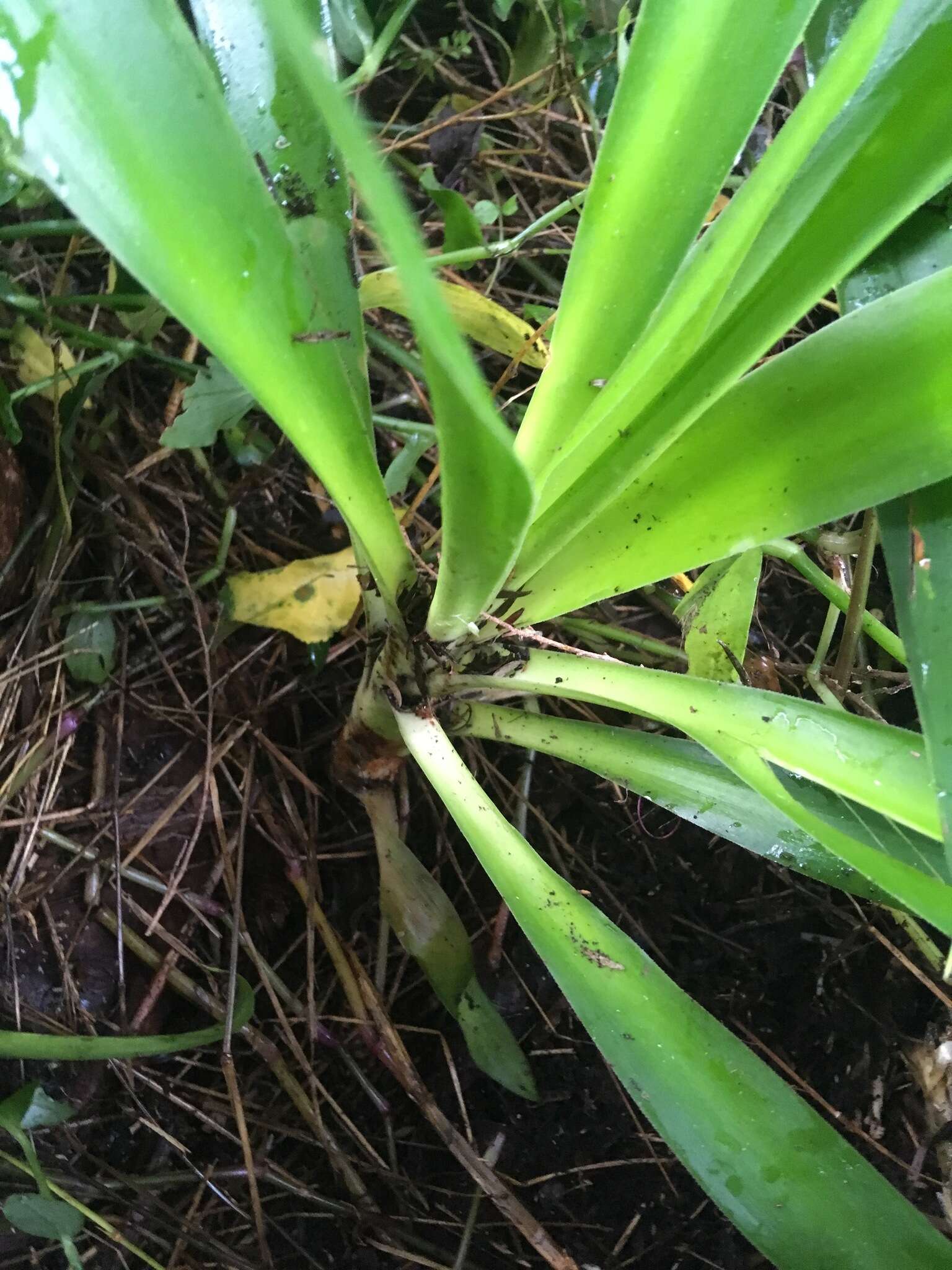 Plancia ëd Yucca gigantea Lem.