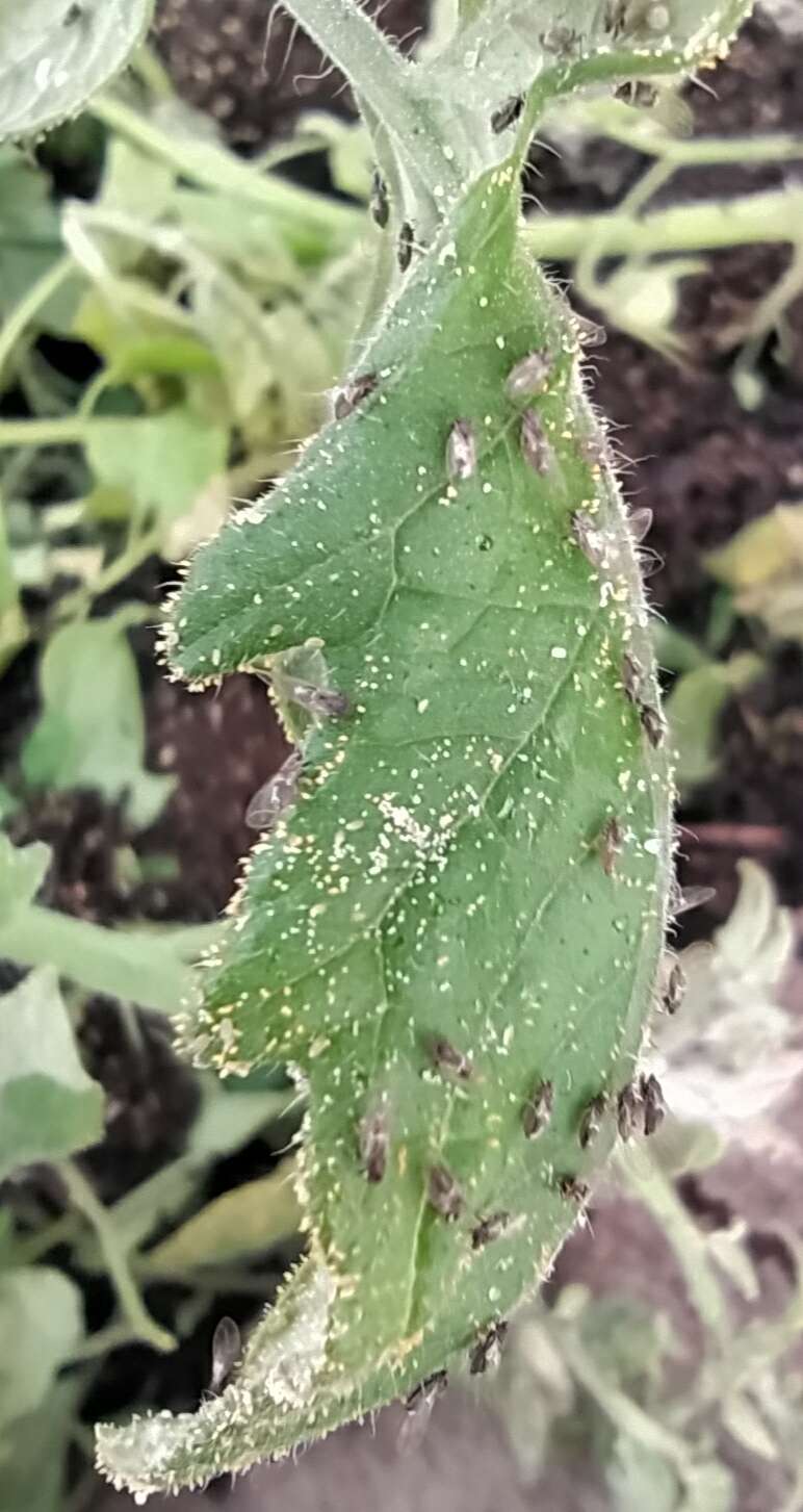 Image of Potato Psyllid