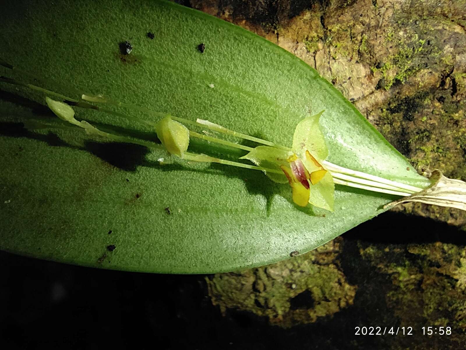 Image of Lepanthes speciosa Luer & Hirtz