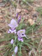 Gladiolus oatesii Rolfe resmi