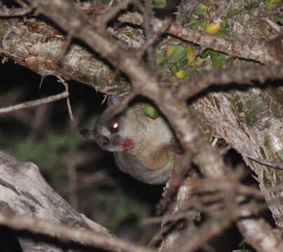 Image of Senegal Bushbaby