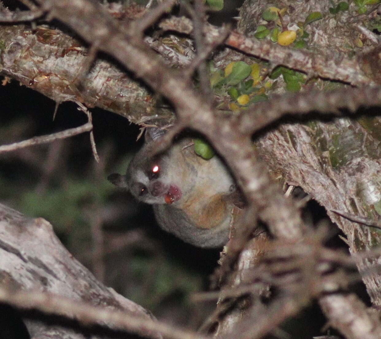 Слика од Galago senegalensis É. Geoffroy Saint-Hilaire 1796