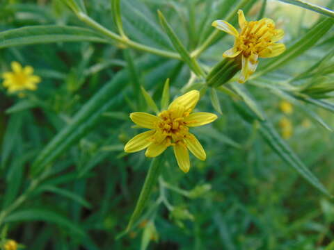 Imagem de Trixis angustifolia DC.