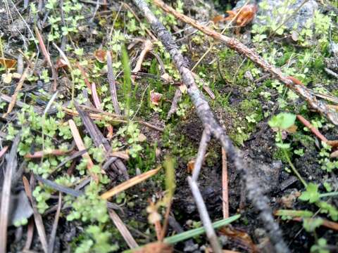 Image of hornwort