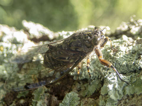 Image of clapping cicada