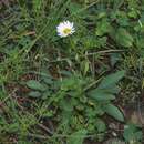 Image de Erigeron arizonicus A. Gray