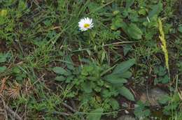 Image de Erigeron arizonicus A. Gray