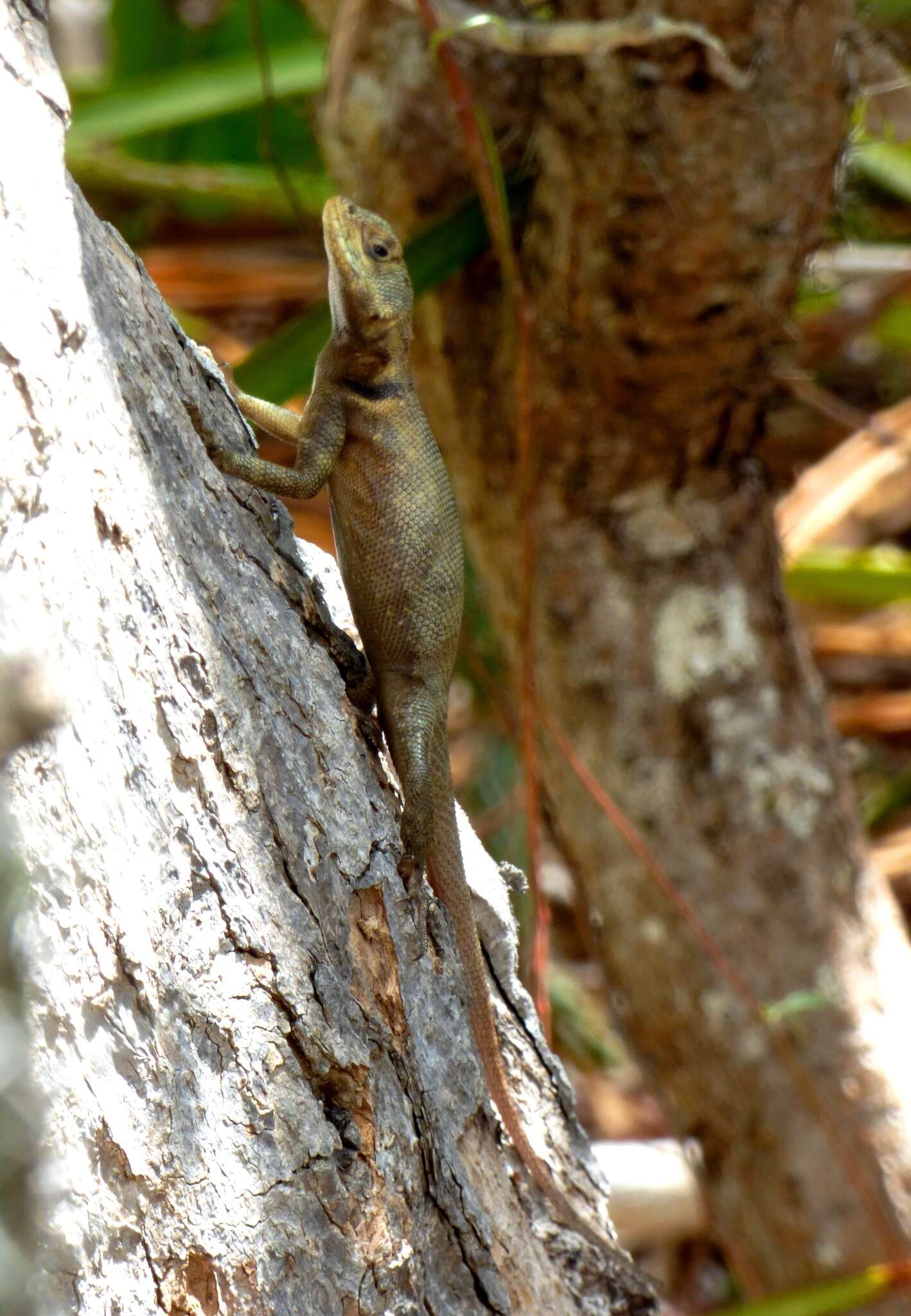 Image of Peters' Lava Lizard