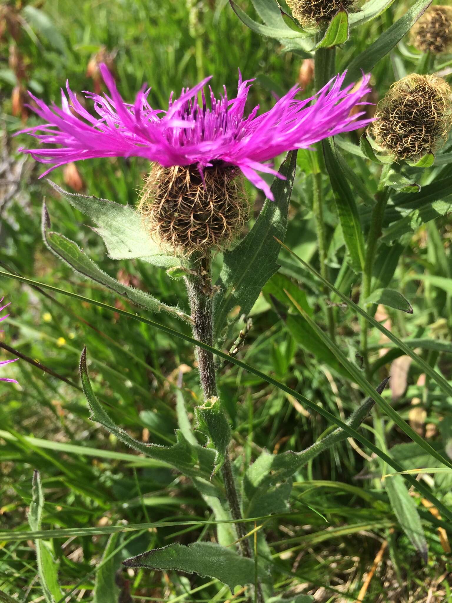 Centaurea nervosa Willd. resmi