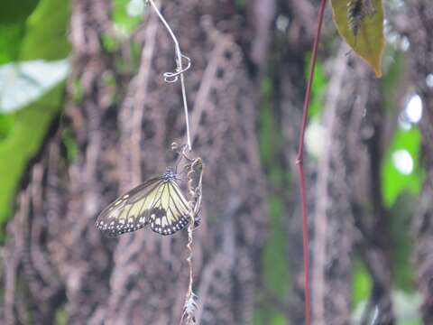 Image of Ideopsis vitrea Blanchard 1853