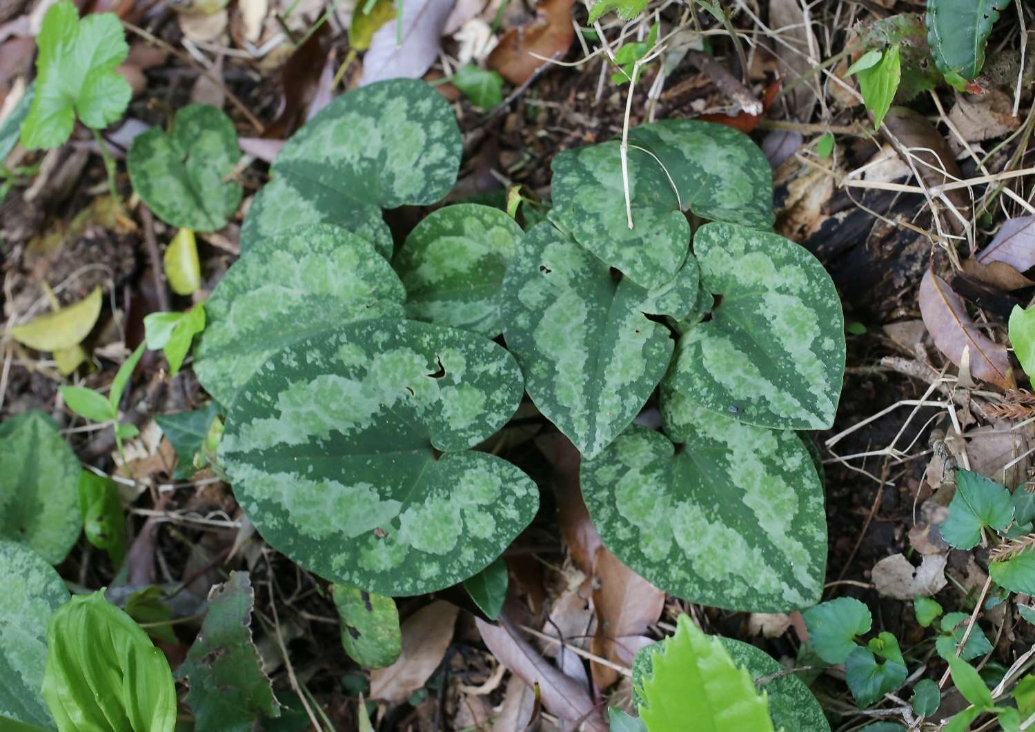 Image of Asarum nipponicum Maekawa