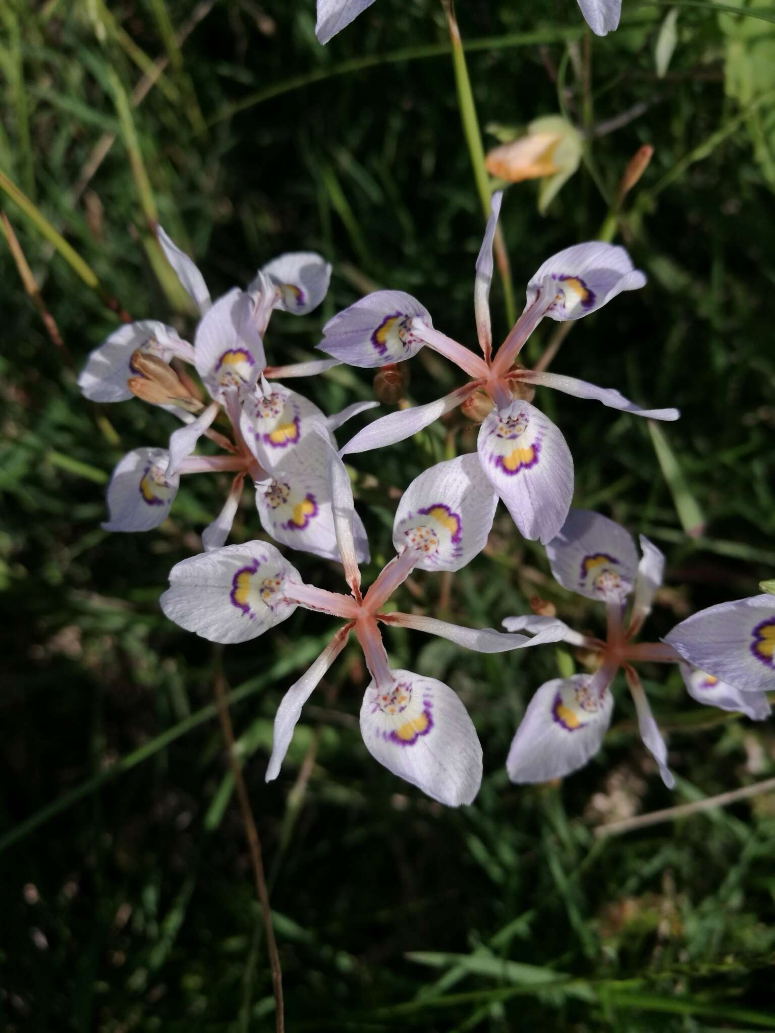 Image of Moraea elliotii Baker