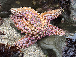 Image of Giant seastar