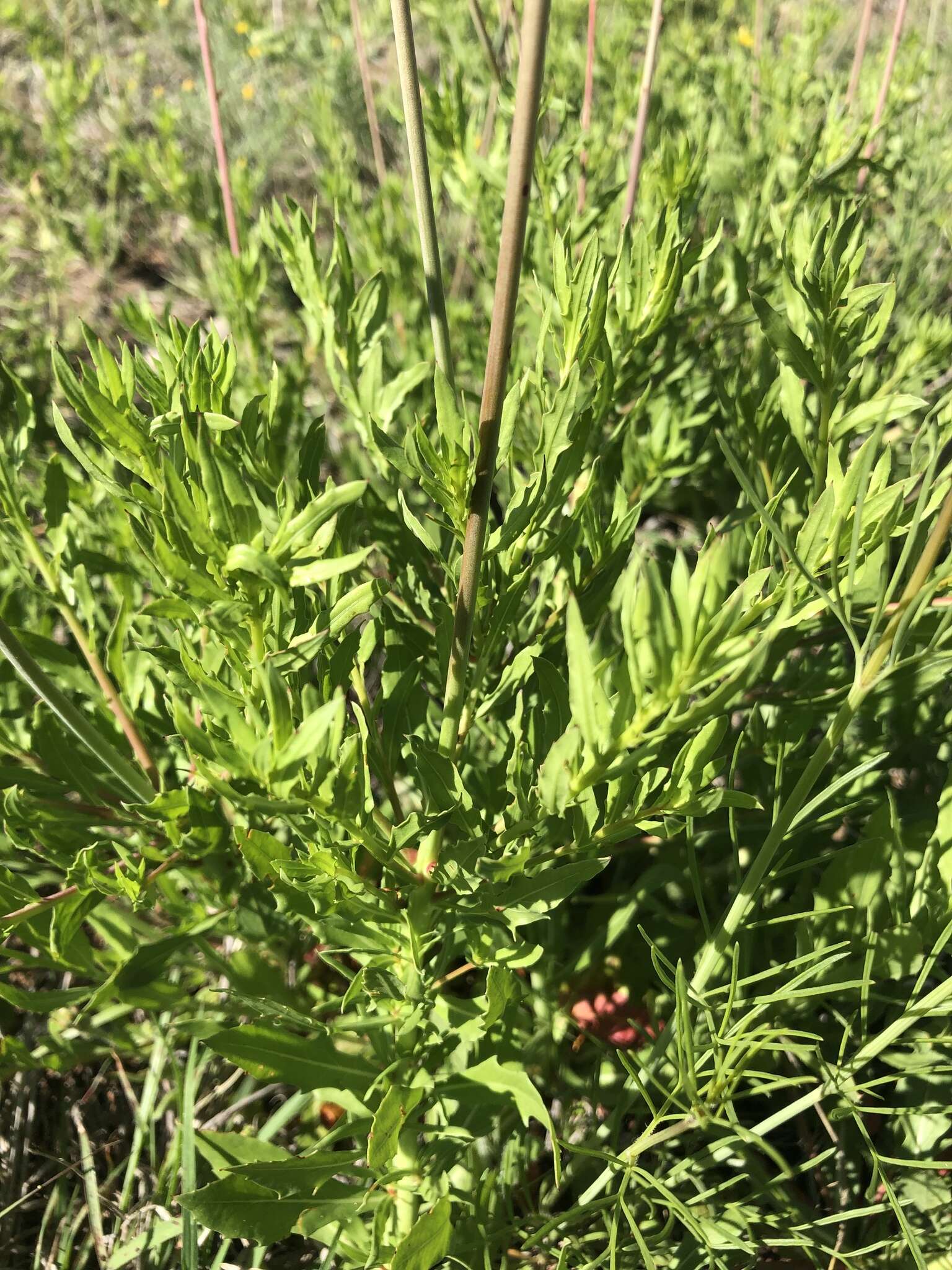 Oenothera calcicola (P. H. Raven & D. P. Greg.) W. L. Wagner & Hoch resmi