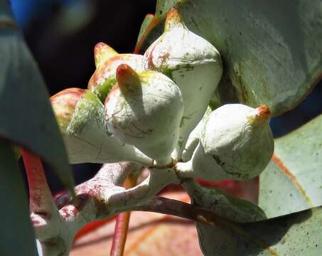 Image of lemon-flower gum