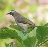 Image of White-browed Bulbul