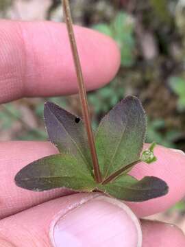 Plancia ëd Galium orizabense Hemsl.