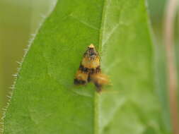 Слика од Commophila aeneana Hübner 1799