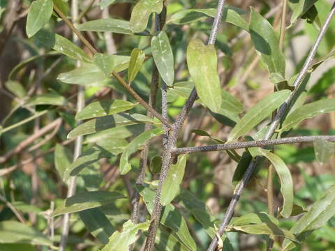 Image of Cadaba fruticosa (L.) Druce