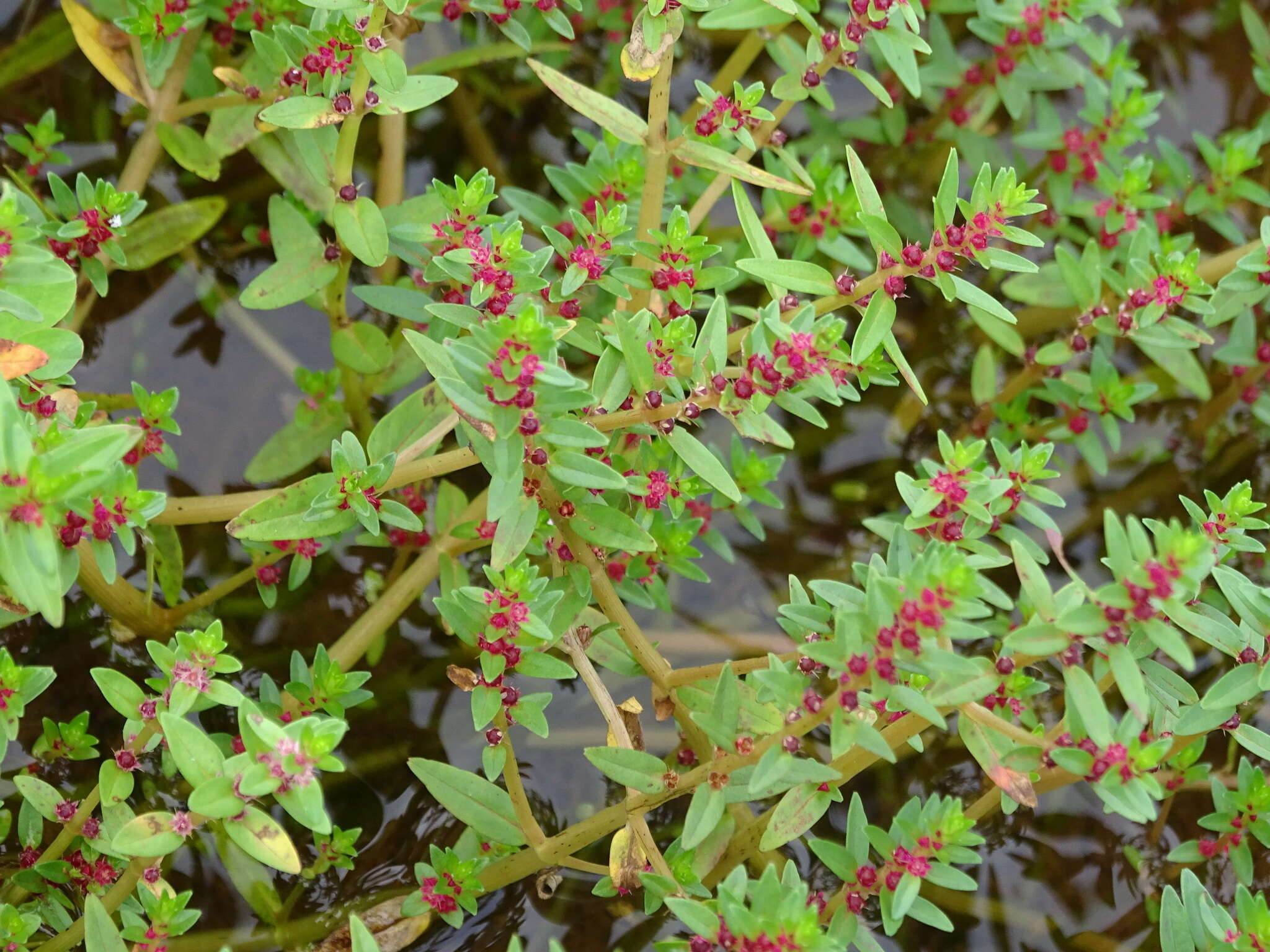 Image of Rotala malampuzhensis R. V. Nair ex C. D. K. Cook