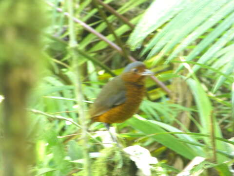 Image of Giant Antpitta