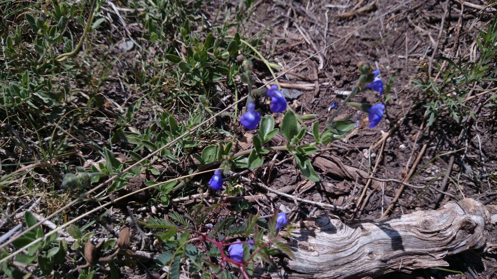 Imagem de Salvia coahuilensis Fernald