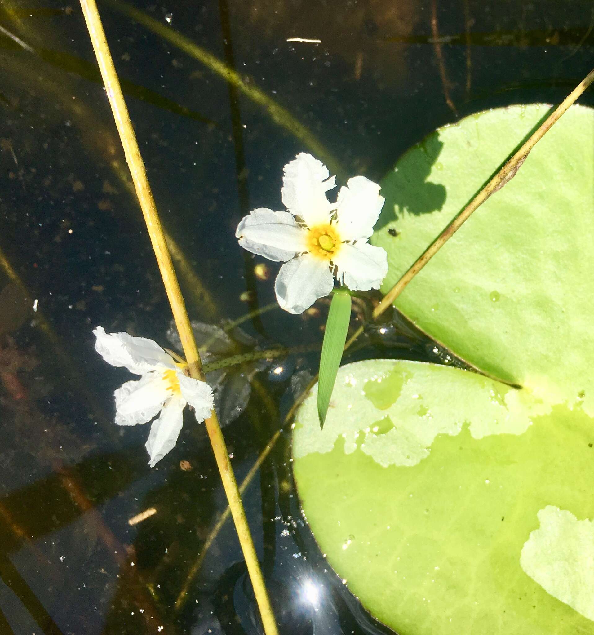 Слика од Nymphoides aquatica (J. F. Gmel.) Kuntze