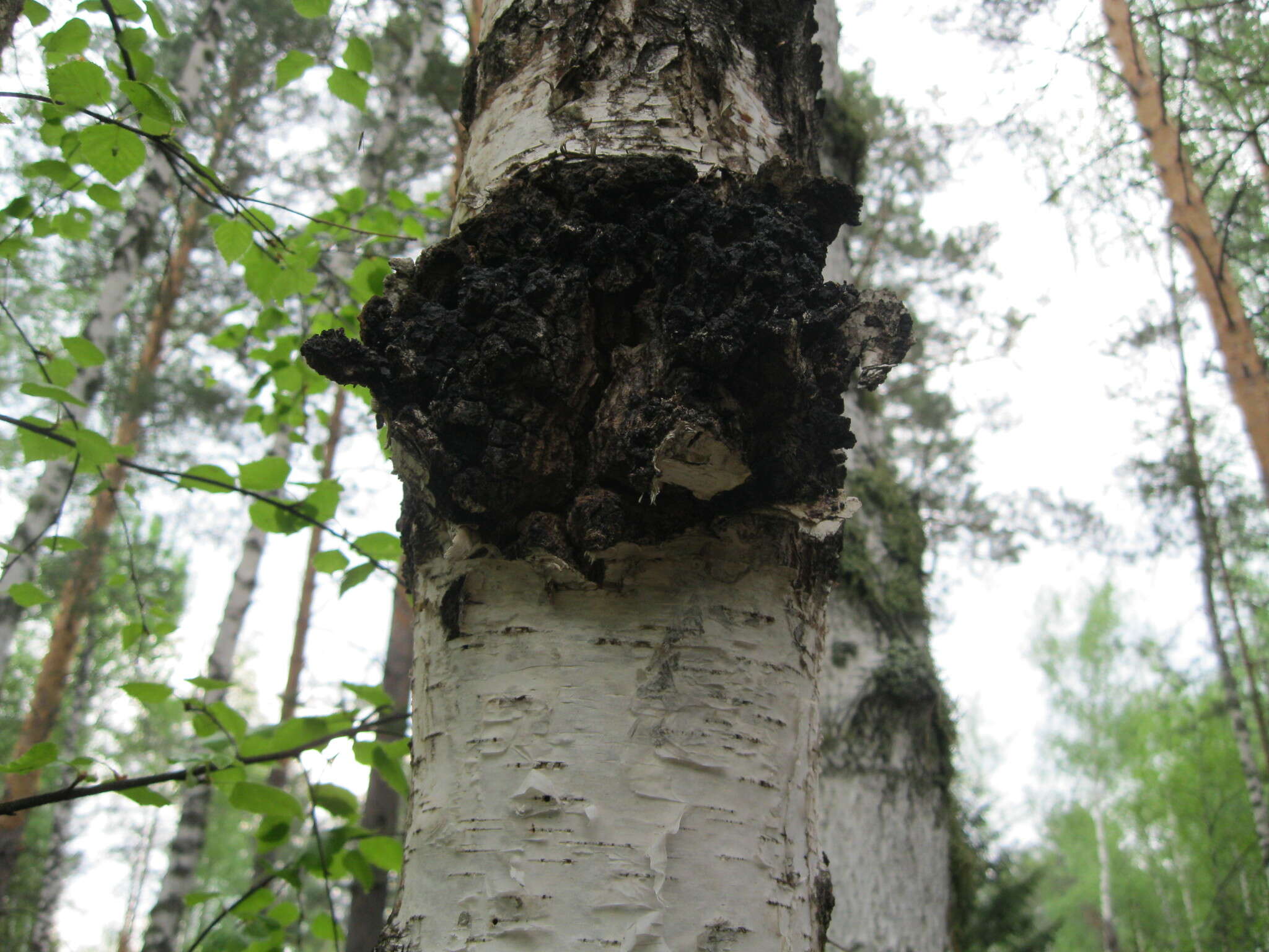 Image of Inonotus obliquus f. sterilis (Vanin) Baland. & Zmitr.