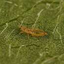 صورة Anaphothrips obscurus (Muller 1776)