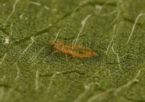 صورة Anaphothrips