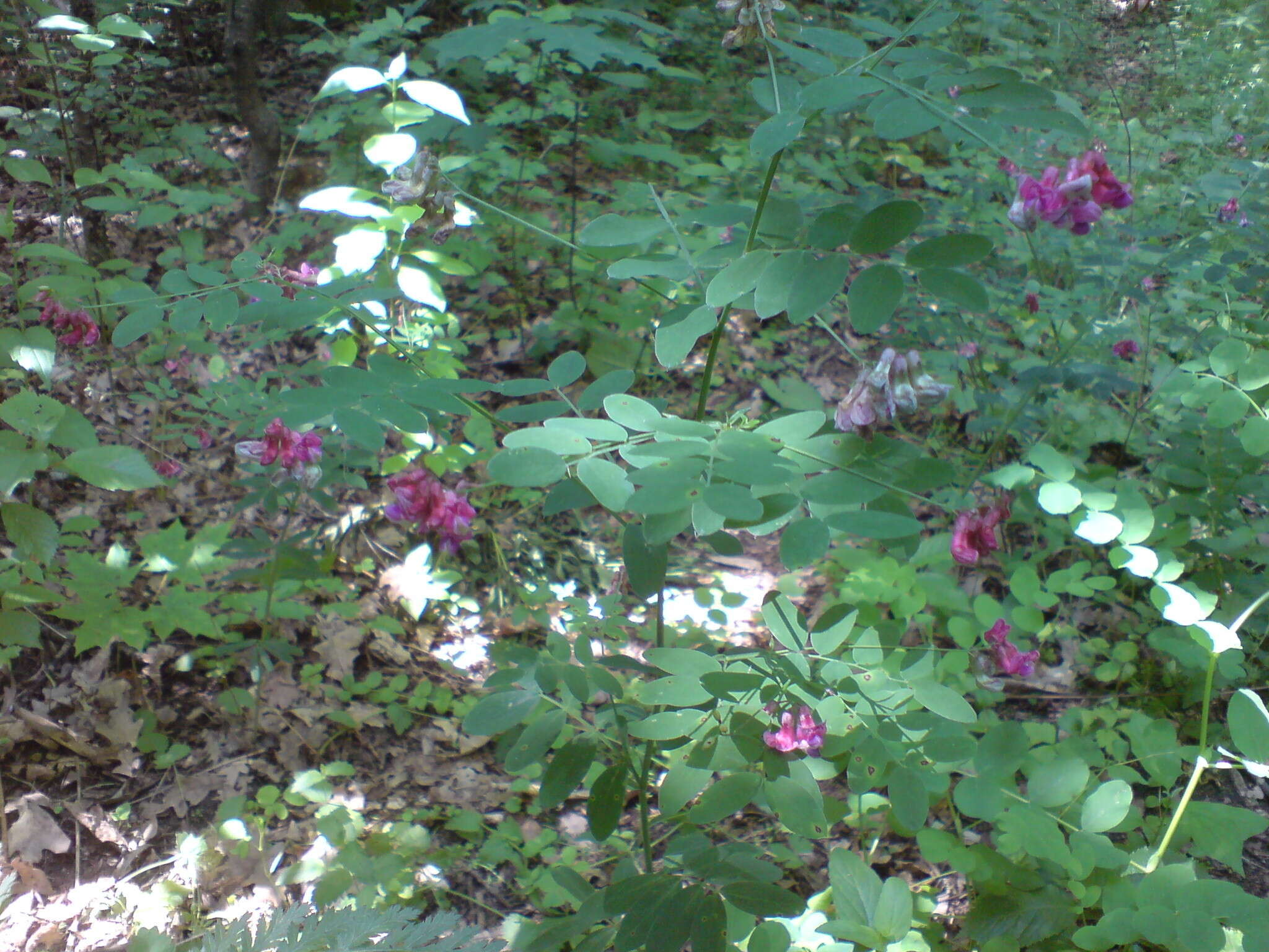 Imagem de Lathyrus niger subsp. niger