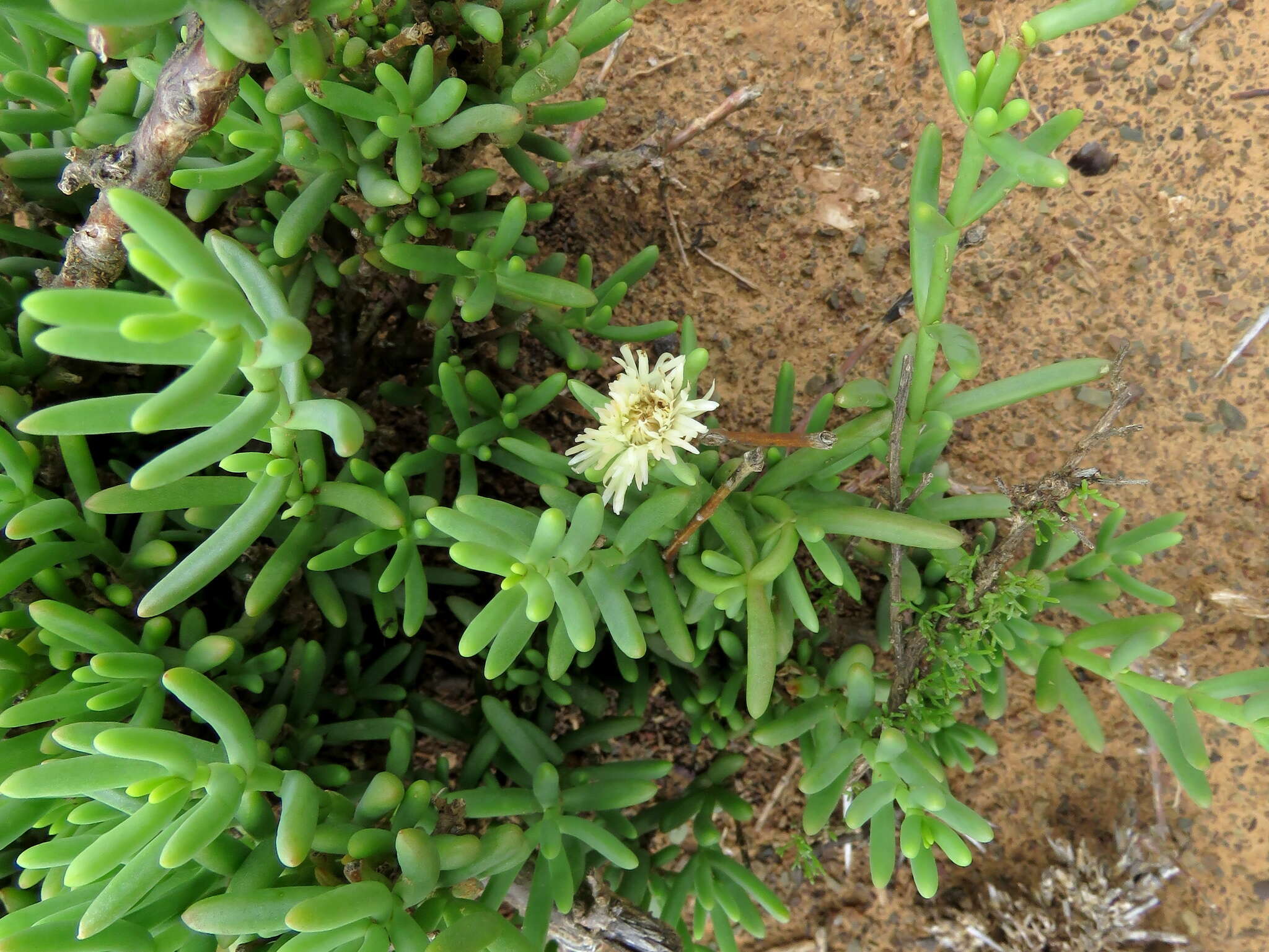 Imagem de Mesembryanthemum splendens subsp. splendens