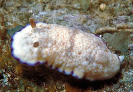 Image of Goniobranchus alius (Rudman 1987)