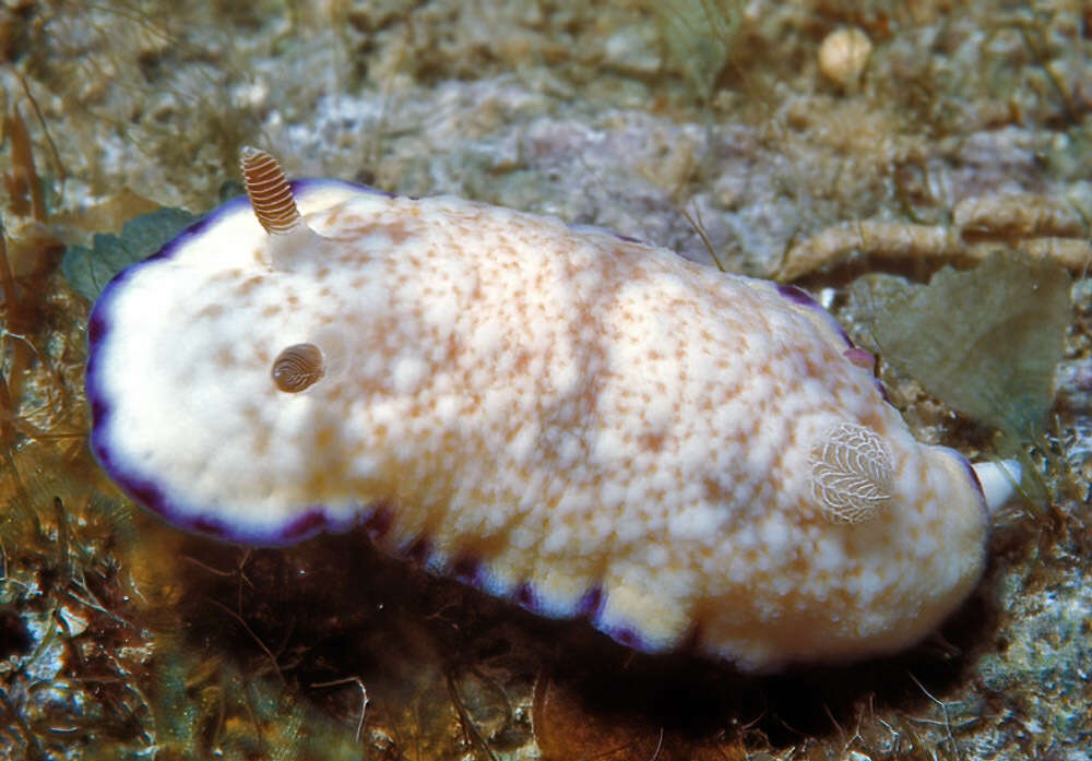 Image of Goniobranchus alius (Rudman 1987)