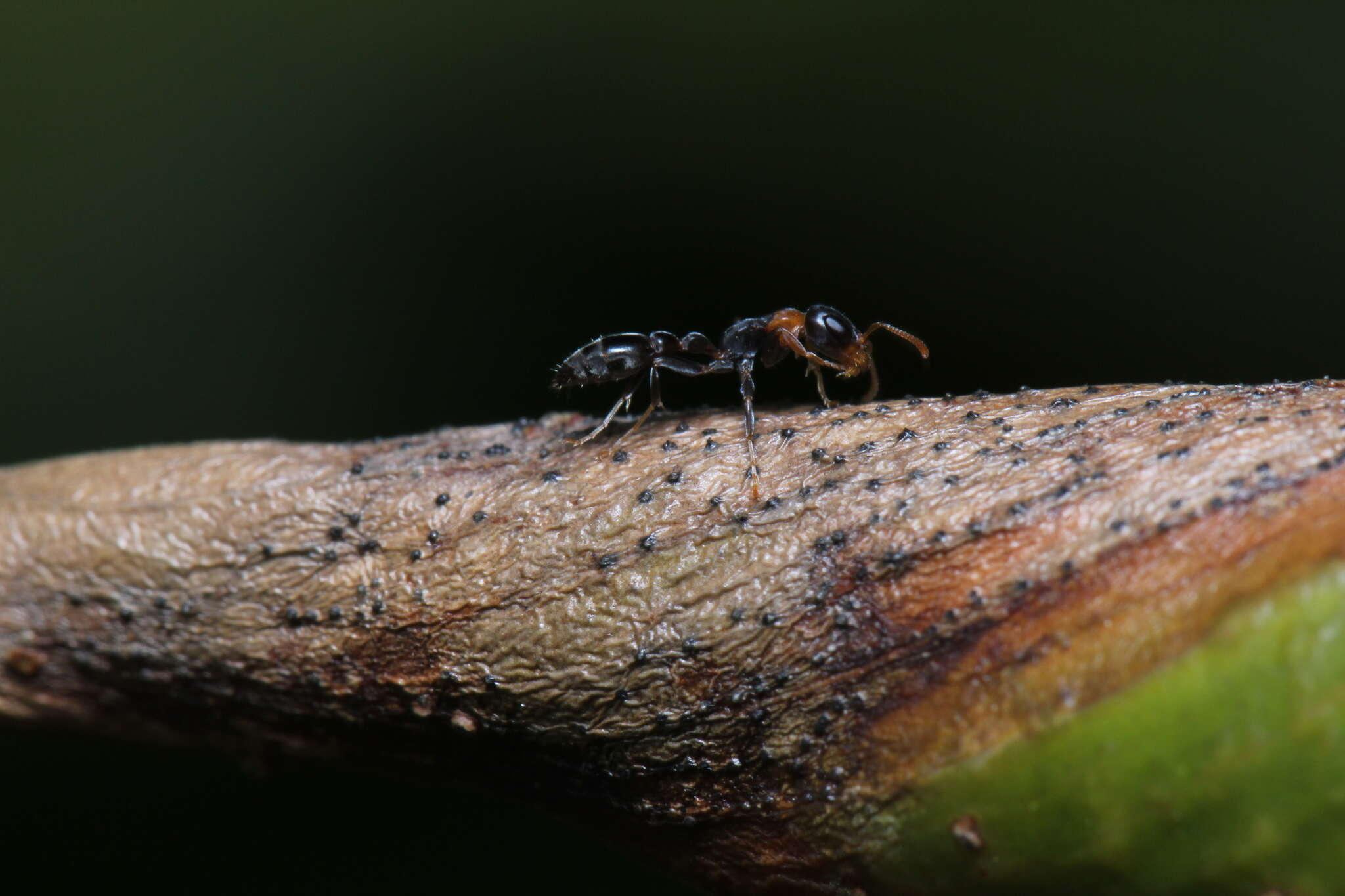 Image of Pseudomyrmex haytianus (Forel 1901)