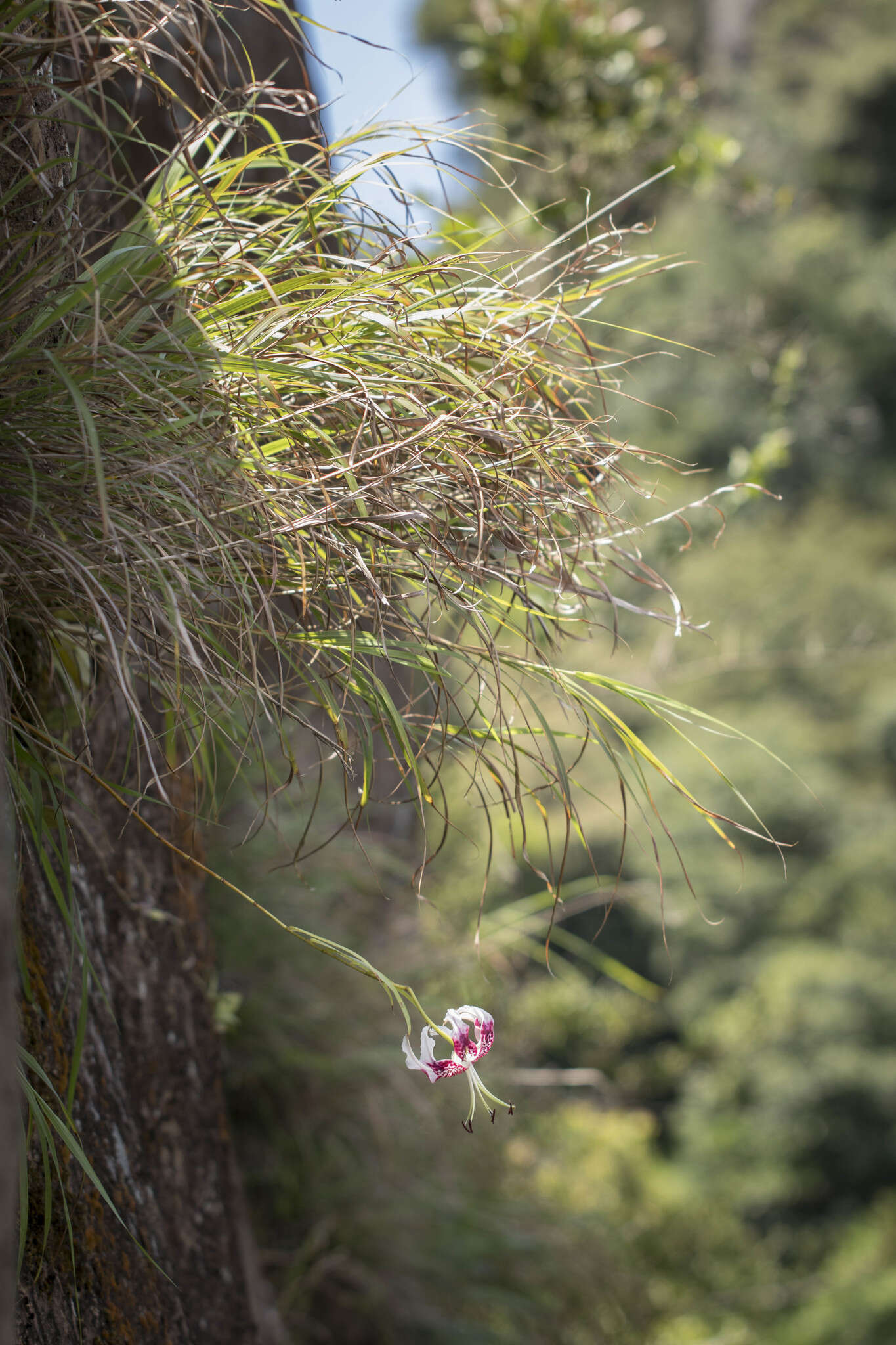 Image of Lilium speciosum Thunb.