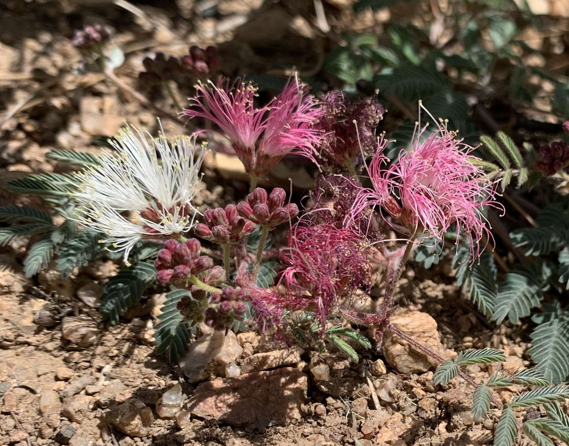 Image de Calliandra humilis var. humilis