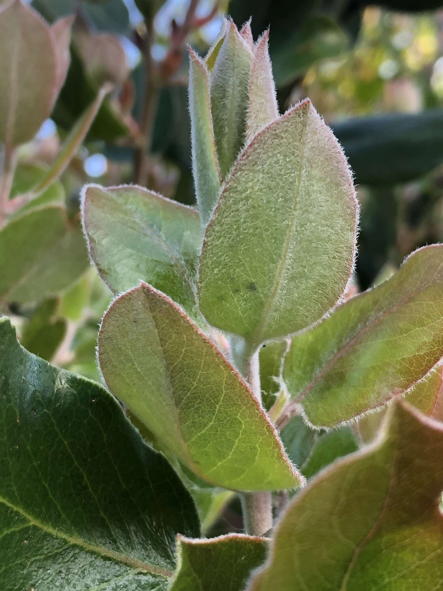 Image of dacite manzanita