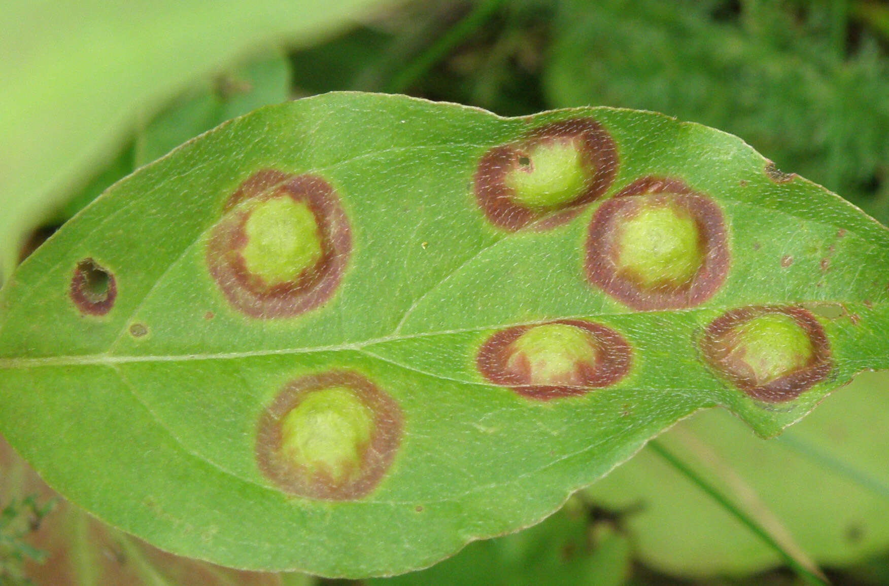 Image of Parallelodiplosis subtruncata (Felt 1907)